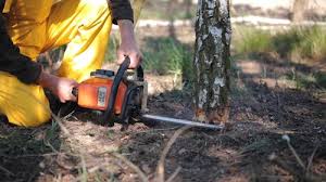 Reliable Euharlee, GA Tree Removal Solutions