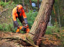 How Our Tree Care Process Works  in  Euharlee, GA