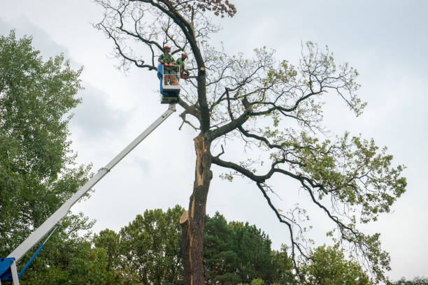 Best Tree Preservation Services  in Euharlee, GA